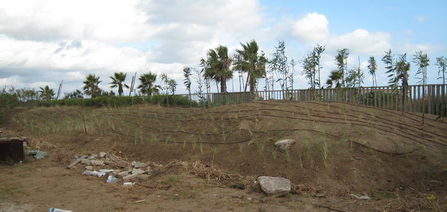 Treballs de jardineria en la tanca que separa l'Escola Gavà Mar del passeig marítim (23 d'Agost de 2008)